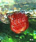 photo d'une actinie rouge, Actinia schmitii